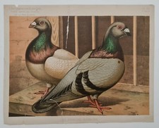 Les pigeons romains vers 1890 Estampe en couleur Animaux Oiseaux Education