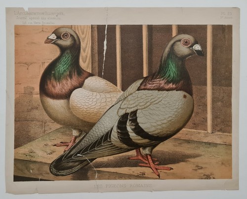 Les pigeons romains vers - , 1890