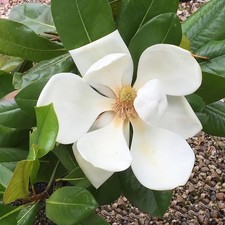 Magnolia grandiflora