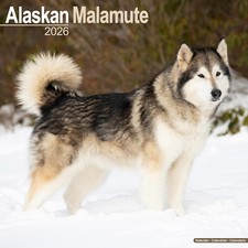 Malamute D'Alaska - Calendrier
