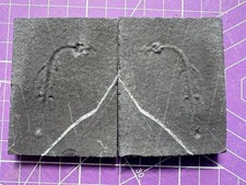 Reptile marin-Fossil de