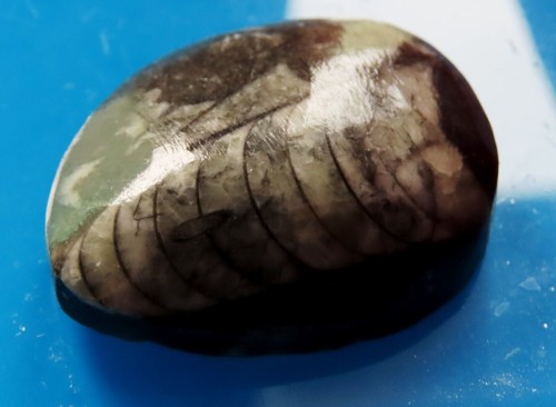 Fossil orthoceras trilobite - fossil,