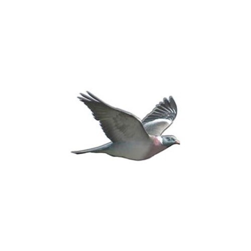 Palombe pigeon ramier