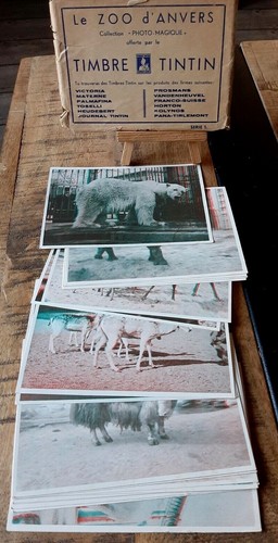 Tintin pochette photo - -,