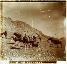 ALGÉRIE Laghouat Caravane c1910, Photo Stereo Vintage Plaque Verre VR7L6