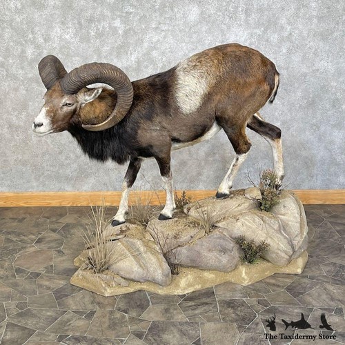 25438 iberian mouflon - el,
