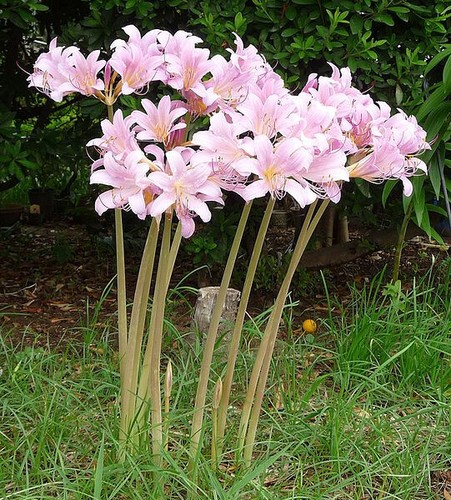Bulbs pink magic - 8,