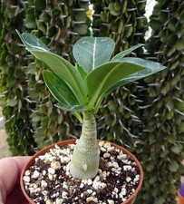 ADENIUM ARABICUM  cactus