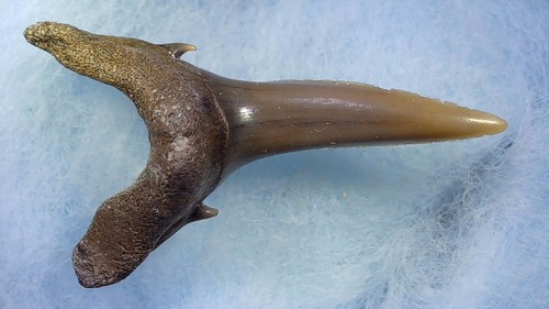 Shark tooth dent requin - shark,