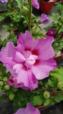 Hibiscus syriacus Eruption®