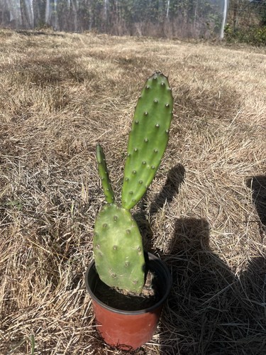 Opuntia elata plan enraciné - enraciné,