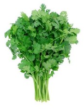 150 Graines de Coriandre