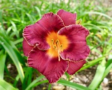 Hemerocallis plantes, Lys de jour, 'Pagan Ritual', 3 plantes nue racines