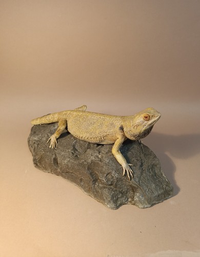 Taxidermy cabinet de - taxidermy,,