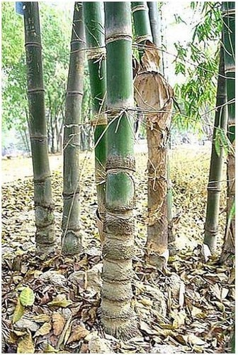 Graines dendrocalamus - graines,