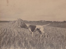 Photo ancienne vers 1930 Chien