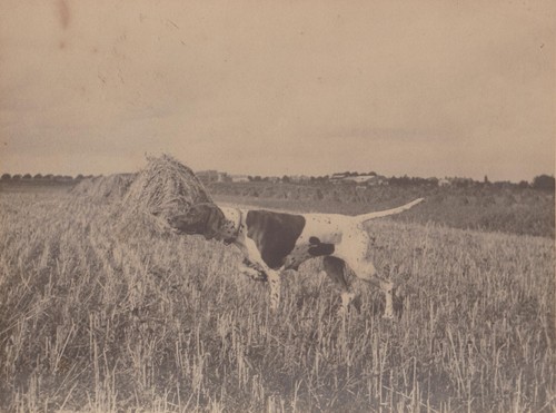 Photo ancienne vers 1930 chien - photo,