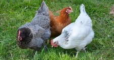poules pondeuses et