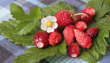 25 graines de FRAISE DES BOIS
