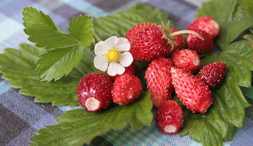 Graines fraise des bois - fraise,