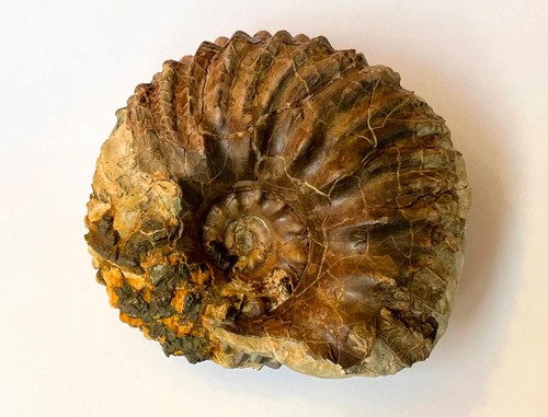 Ammonite hoplites dentatus - hoplites,