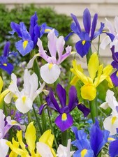 Bulbes Iris hollandica "Mélange" lot de 10 bulbes calibre 7/8 culture facile 👍