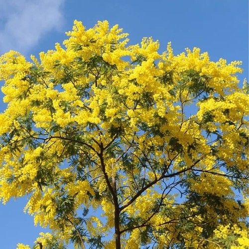 Graines mimosa des - 25,
