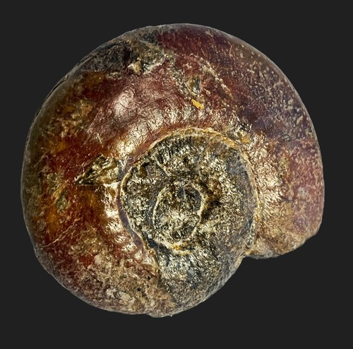 Erycites fallifax ammonite - erycites,