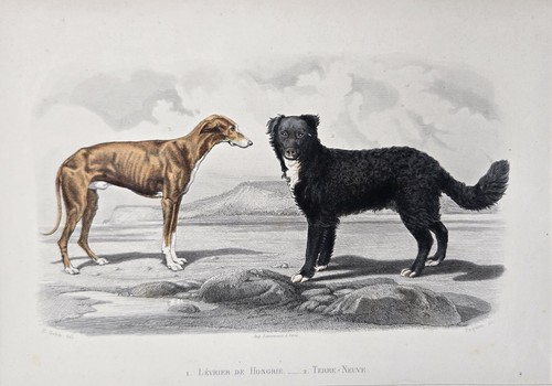 Lithographie aquarellée