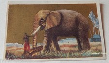 CHROMO Image Chocolat L'AIGLON : CONGO BELGE : L'ELEPHANT de olifant N° 102