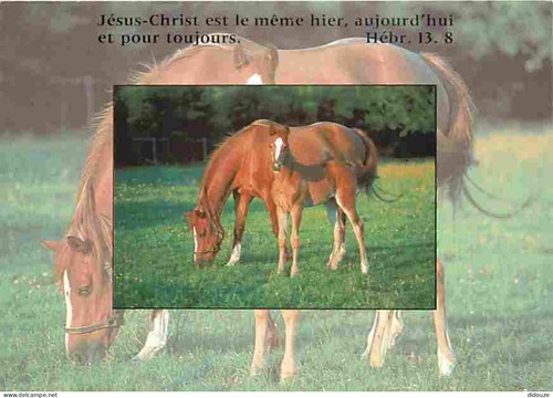 Carte postale animaux - postale,