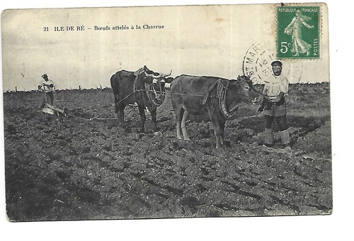 Ile boeufs atteles a - 17,
