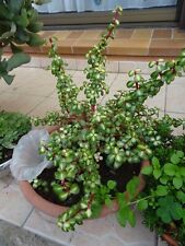 rare =plante grasse  tres