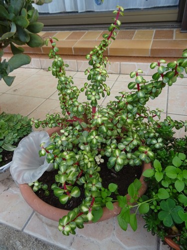 Rare plante grasse tres - grasse,