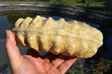 grande ammonite Mortoniceras