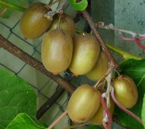 Kiwi actinidia solo - actinidia,