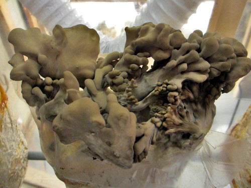 Maitake hen the woods - hen,