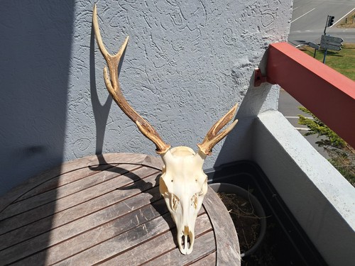 Crâne cerf sika - crâne, /