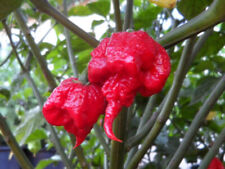 20 GRAINES DE CAROLINA REAPER