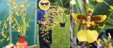 Oncidium sphacelatum