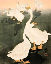 Art mural Oies blanches -