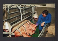 SAINT-JEAN-FROIDMENTEL (41) PIG BREEDING, special machine in 1998
