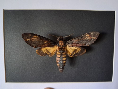 Papillon sphinx tête mort - tête, de