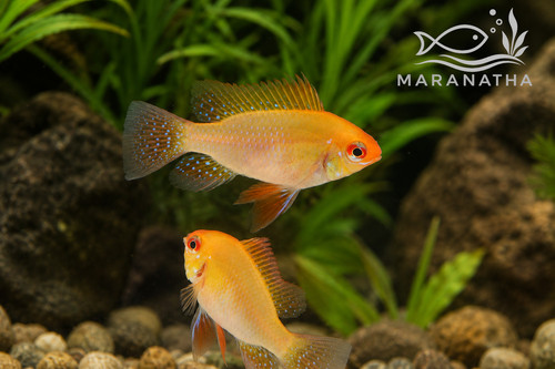 Beautiful golden ram - beautiful, –
