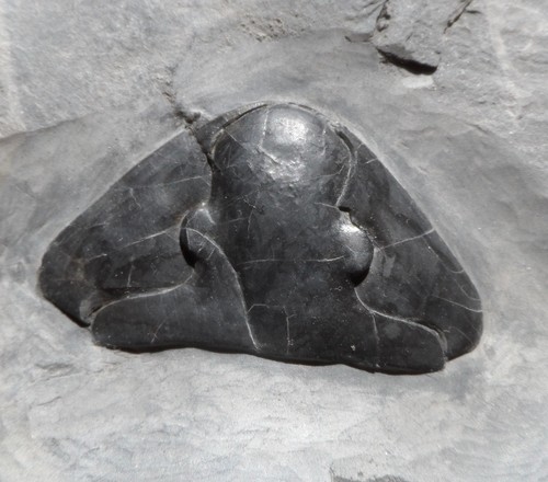 Céphalon trilobite - cÉphalon,