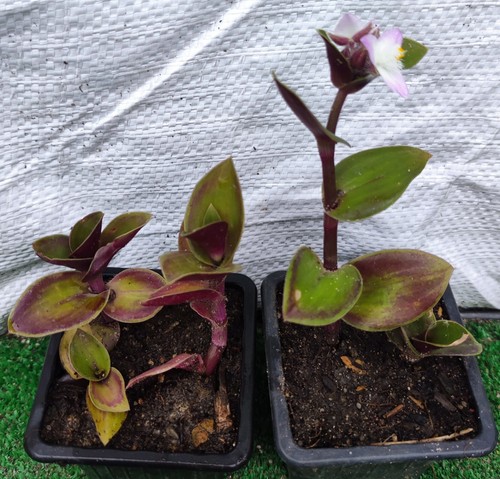 Tradescantia blossfeldiana red - tradescantia,
