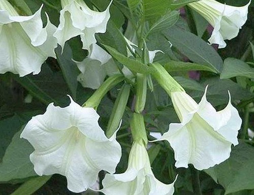 Brugmansia suaveolens - brugmansia,