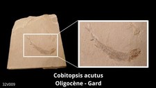 Poisson Fossile : Cobitopsis