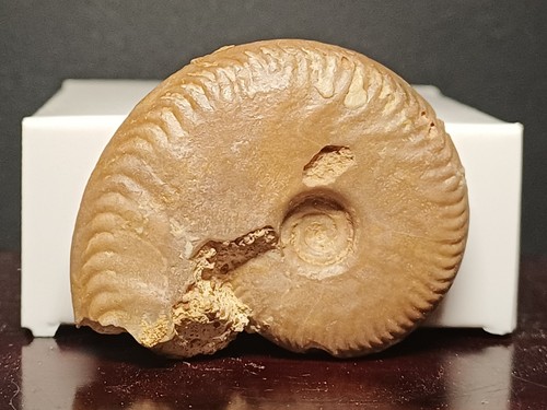 Ammonite oppelia subradiata - ammonite,