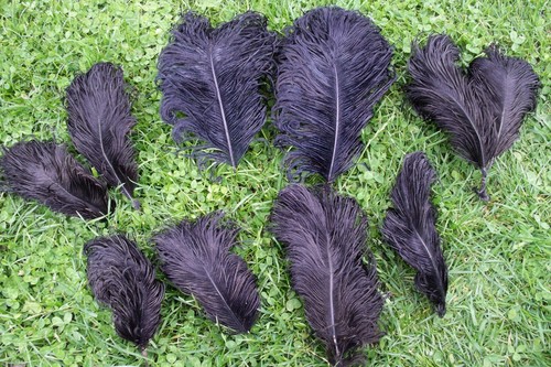 Lot anciennes grandes plumes - lot,